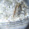 Berytinus hirticornis